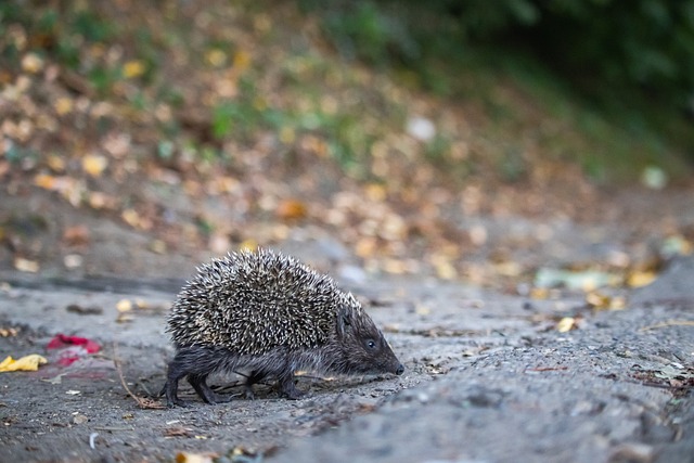 巴尔德的个 巴尔德的个