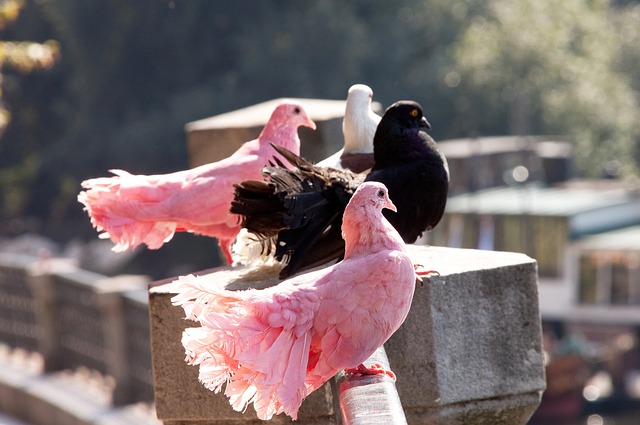 日本足球的 日本足球的